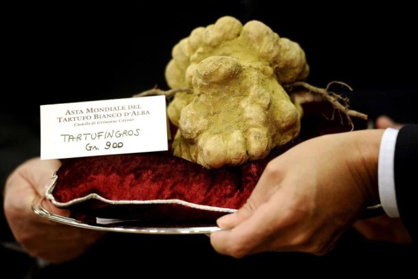 图为意大利的白松露。(资料图片)