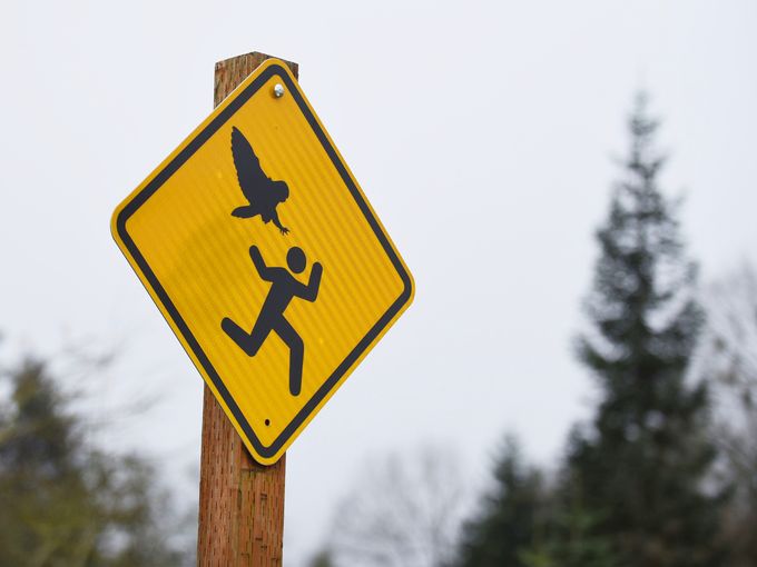 �������ո�������ķɭ�ֹ�԰èͷӥƵ�������� ����ŭèͷӥ����ʾ�������ߺ�