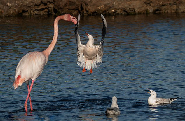 ������Ÿ�ӻ����������ʳ