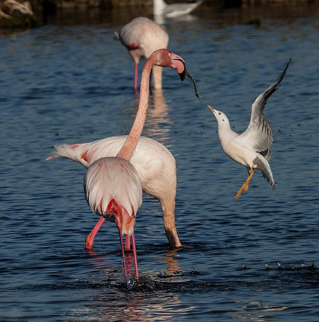 ������Ÿ�ӻ����������ʳ