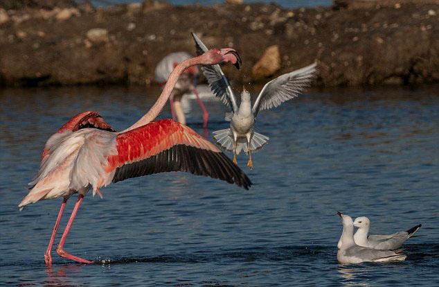 ������Ÿ�ӻ����������ʳ