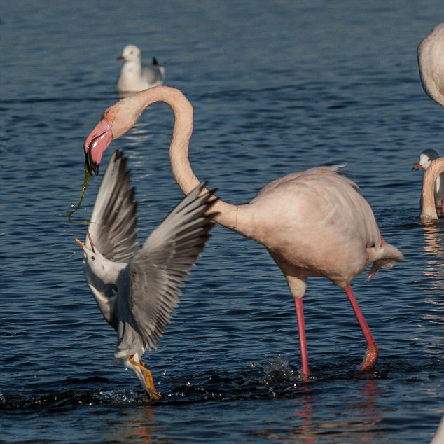 ������Ÿ�ӻ����������ʳ