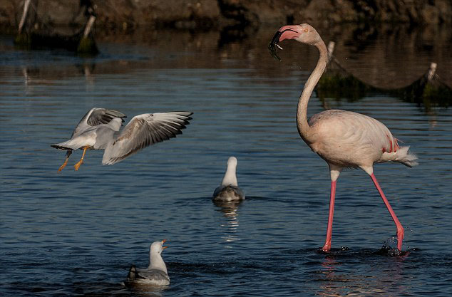 ������Ÿ�ӻ����������ʳ