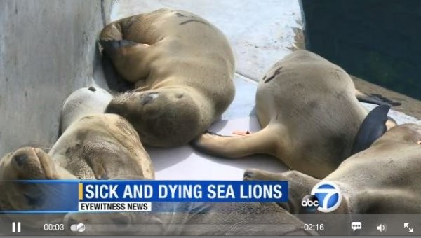 海狮们有气无力的样子