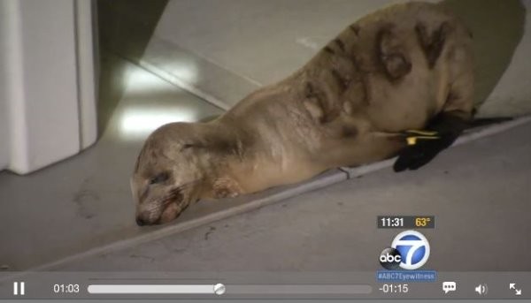 海狮瘫趴在地上