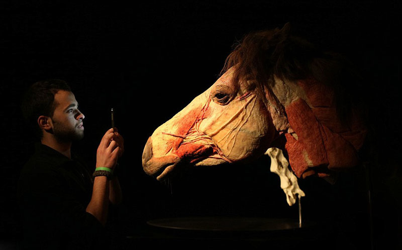 学生基法赫-阿加米亚注视着马头标本。身体世界展共展出近100件塑化动物剥皮标本,其中包括大象、大猩猩、长颈鹿、熊、鲨鱼等动物的标本。