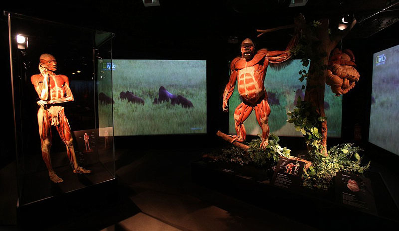 一件人体标本与一件大猩猩标本。身体世界展上的展品由冯-哈根斯博士和动物园馆长安吉莉娜-沃利制作,带领参观者踏上一场解剖学之旅,了解各种动物的内部构造。