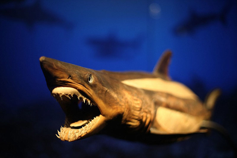 塑化鲨鱼标本。在此次展出的展品中,一些动体被整体塑化,其他一些只有部分塑化,器官被保存下来。参观者甚至能够看到动物的切片。