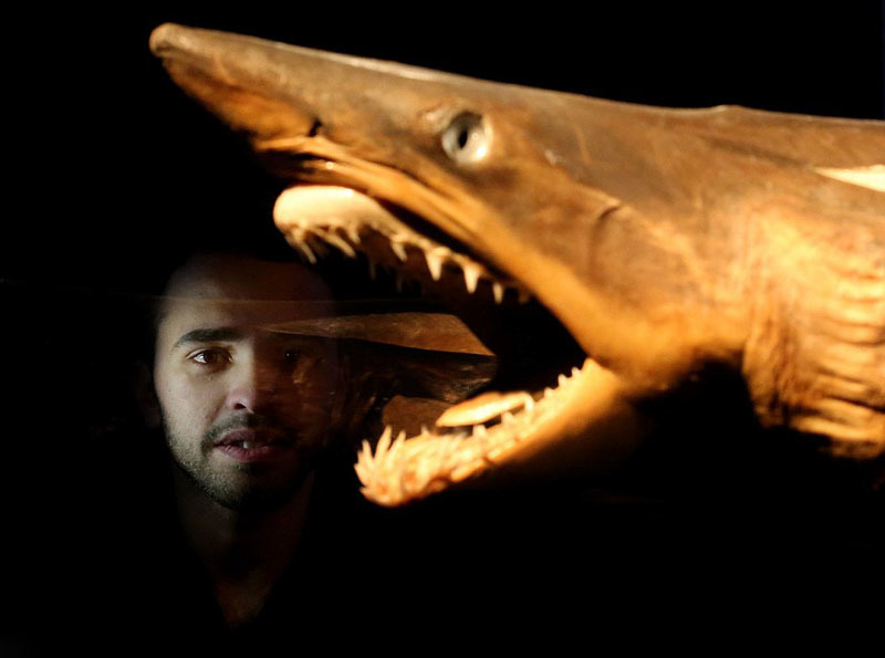 一名参观者注视着塑化鲨鱼标本。此次展览的目的是通过一件件令人惊异的展品揭示动物内部构造的复杂性以及不同动物因它们的天然栖息地不同在解剖学结构和器官功能方面表现出