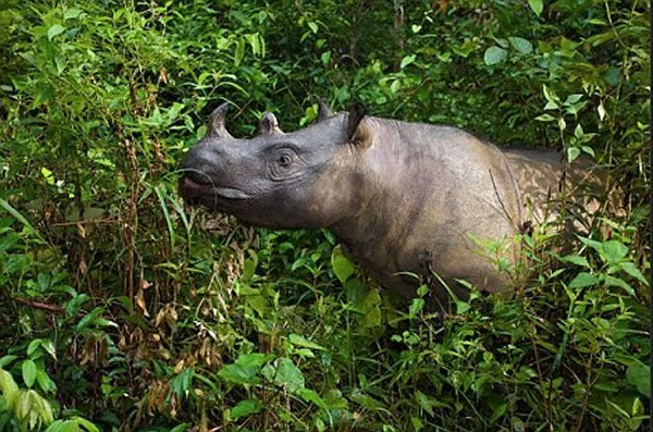 此前通过研究古代生物DNA认为,和长毛犀牛亲缘关系最近的现代物种是苏门答腊犀牛(如图)。