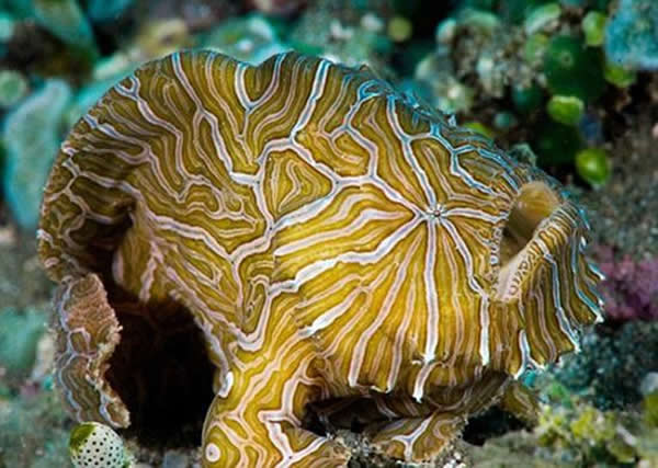 海洋专家在安汶岛发现这条印度尼西亚迷幻襞鱼