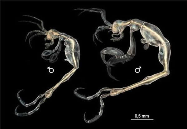 排骨虾是2014年发现的海洋动物新种之一。海洋专家在美国加利福尼亚州近海发现它们。