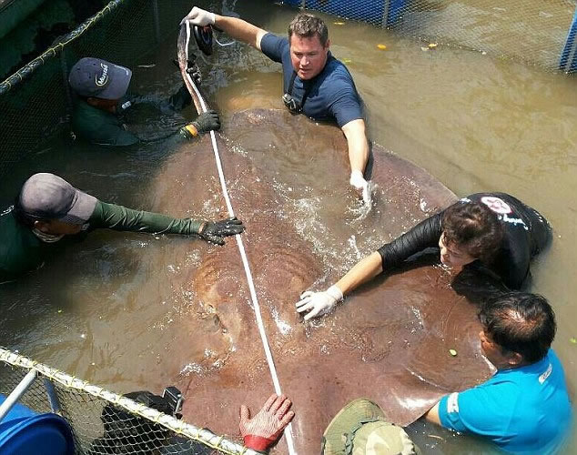 ħ����ߴ羪��