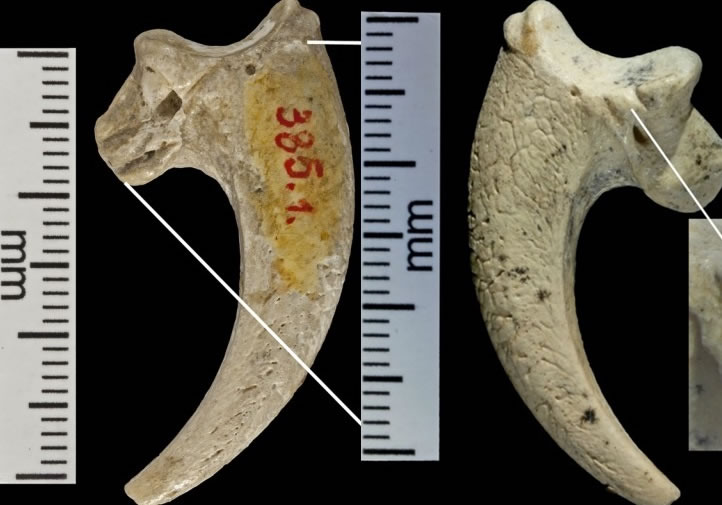 专家在尼安德特人遗址,发现有打磨及切割痕迹的鹰爪。