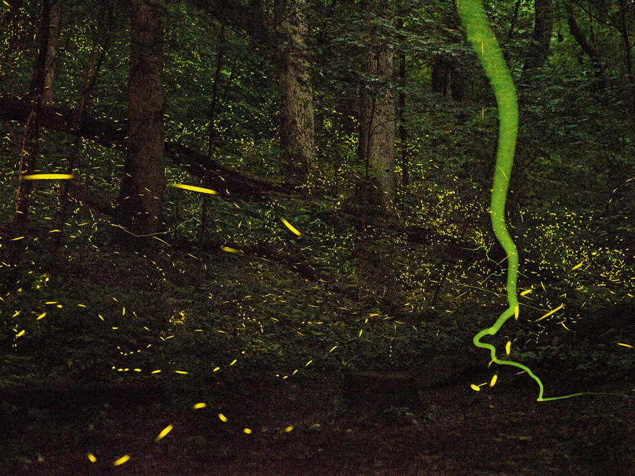 萤火虫闪着光芒,穿梭在美国田纳西州的一个夏夜中,上演着一场诱惑未来伴侣的精采发光秀。 PHOTINUS CAROLINUS AND PHAUSIS RETICU