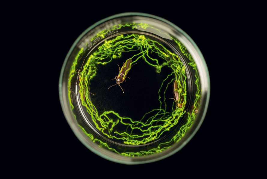 在这张以长曝手法拍摄的照片中,三只巴西叩头虫背上的生物光形成一道道光芒。这种虫用光来吸引交配对象,或许也用它来吓走可能的捕食者。 ELATERIDAE. PHO