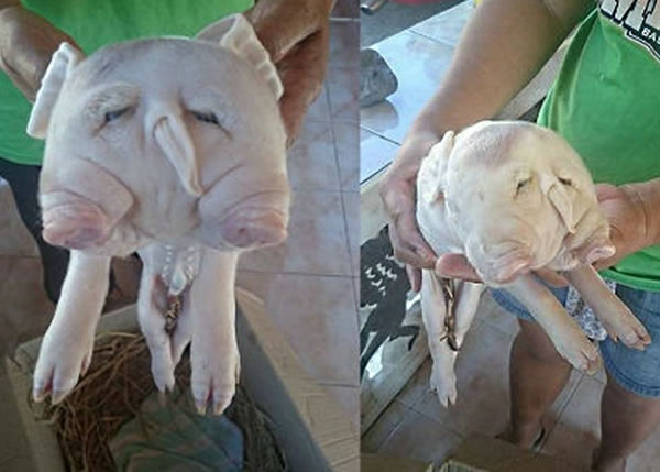 ˫ͷ��������죬��������������������ˡ�