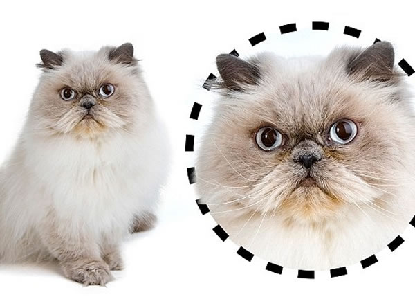 圆脸猫比较文静