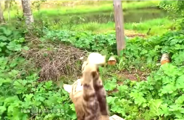 ���ͽ���˦�ذ��� è��ɱ�����մ��