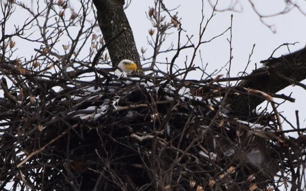 ������ʢ�ٹ���ֲ��԰��70�����״η��ְ�ͷӥ��