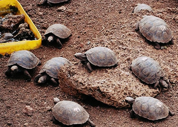 6ֻƽ�ɵ��޹걦���������Ա�����ʿ������Ī��ϲѶ��