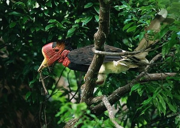盔犀鸟因独特的头骨,成为被大量猎杀的原因。