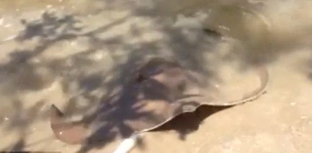 ���ɵ����ճɹ����������㡣