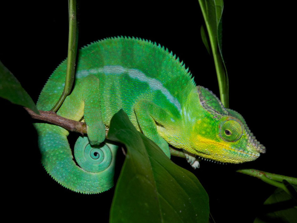 科研人员发现,变色龙不是通过色素来改变颜色的,而是靠调节皮肤表面的纳米晶体,通过改变光的折射而变色的。