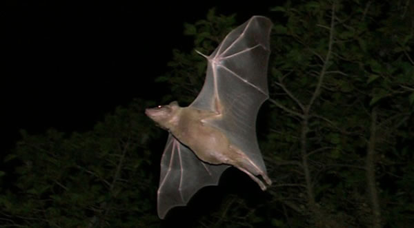 研究发现蝙蝠使用听觉和躯体感觉反馈调控猎物的捕获