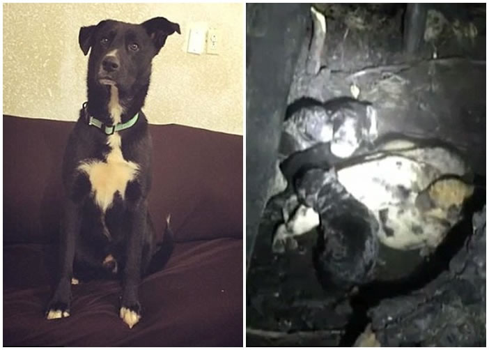 ��Ӣ�ۡ�����ͼ���ɹ�����Ȼ�Ա�ȳ���11ֻ��������ͼ����