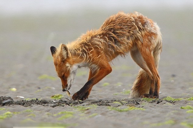 ����˹��������׷����