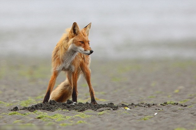 ����˹��������׷����