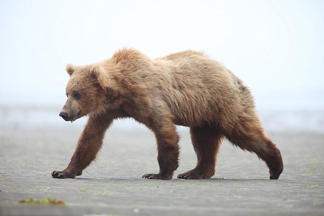 ����˹��������׷����