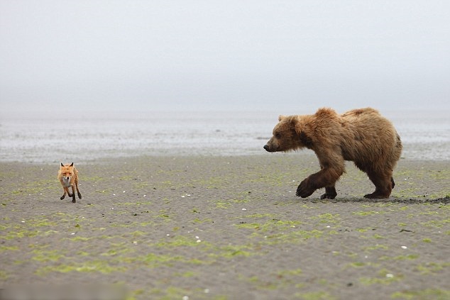 ����˹��������׷����