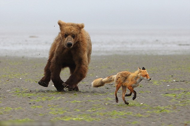 ����˹��������׷����