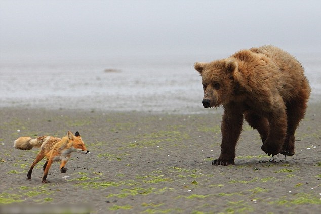 ����˹��������׷����