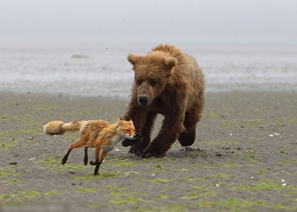 ����˹��������׷����