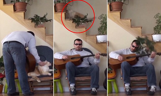 睡觉被扰 猫咪怒推花盆砸主人头