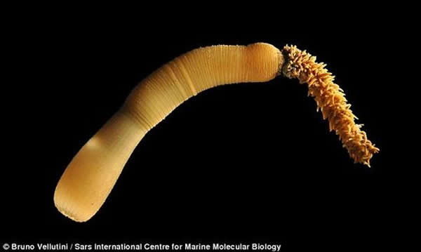 在之前进行的研究中,科学家们对阴茎蠕虫的肠道、胃部和肛门的进化过程中的基因表达进行了研究。