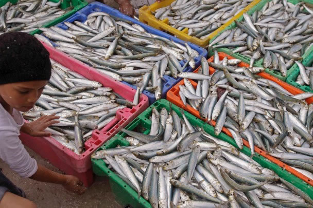 世界名厨表示,多吃沙甸(图)之类小鱼,可造成大分别,有助海洋生态平衡。