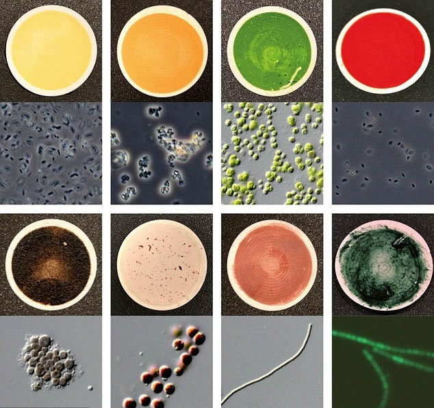 色谱主要以137种微生物划分成不同颜色。