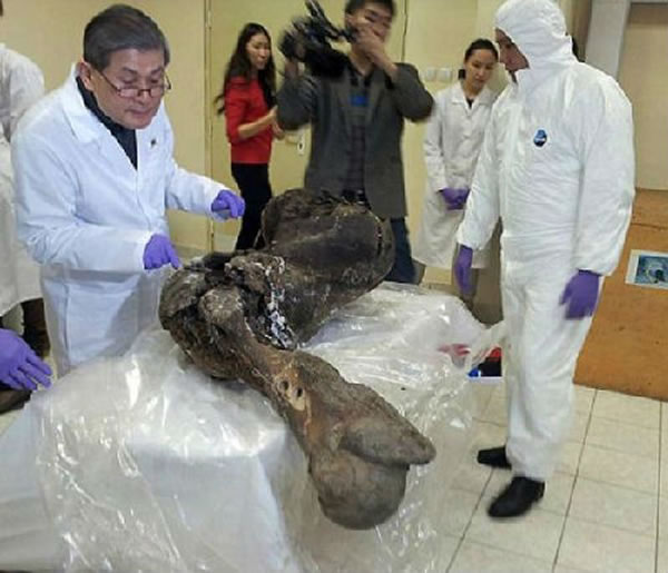 韩国研究人员在仔细观察俄罗斯发现的猛犸象遗骸
