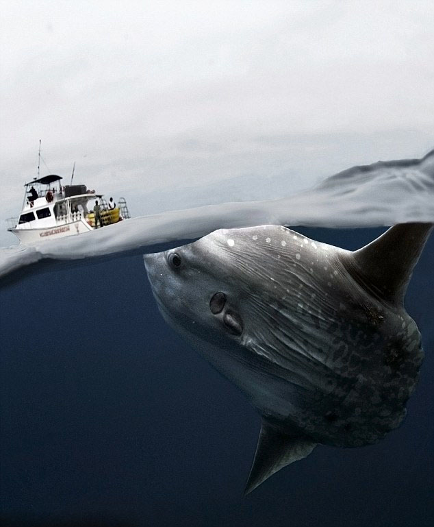 巴西水下摄影师丹尼尔·博特略(Daniel Botelho)公布珍贵翻车鲀鱼照片