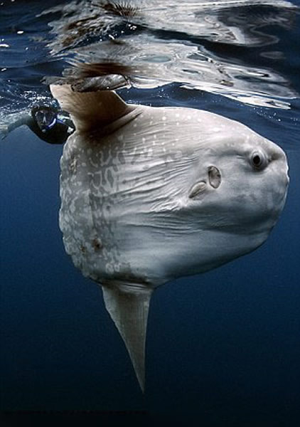 巴西水下摄影师丹尼尔·博特略(Daniel Botelho)公布珍贵翻车鲀鱼照片