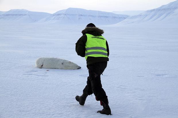 北极熊事发后被救援人员击毙