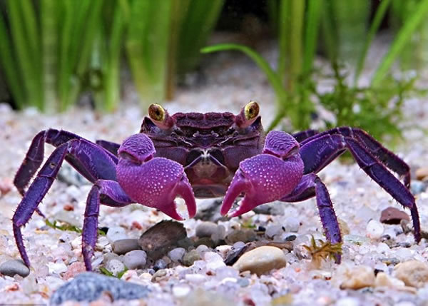 Geosesarma dennerle的蟹身和蟹钳呈紫色