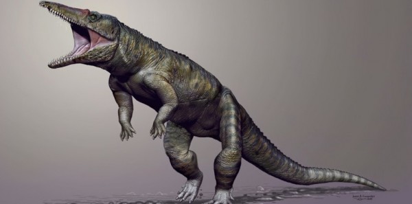 ����ʱ������֮ǰ��½��ʳ�⶯����λ��ʳ�������˵İ���Carolina Butcher