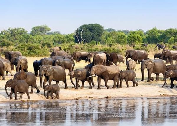 津巴布韦将出口60只大象
