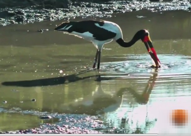 �������ںӱ���ʳ���ղ���һβ�㡣