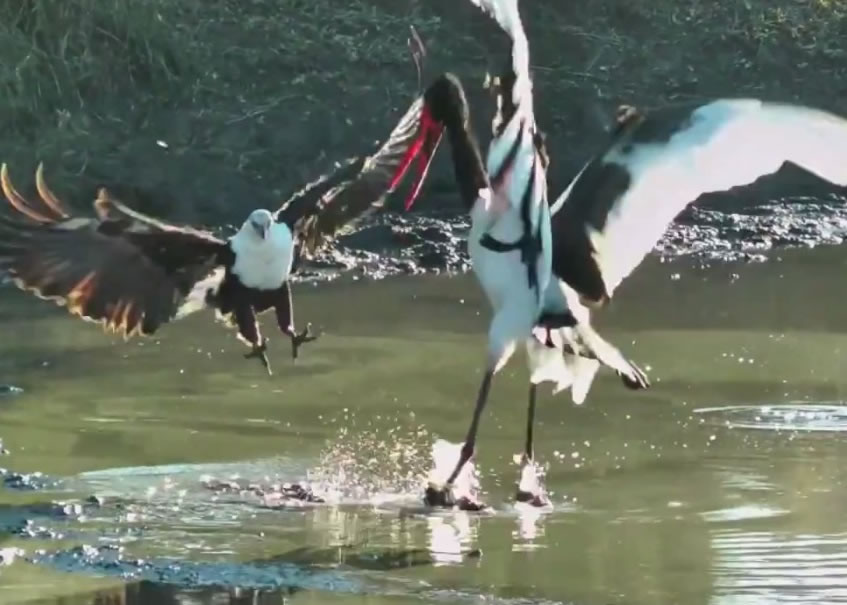 �䲻����ӥ���˶������������ŵ��ſ��ڵ��������